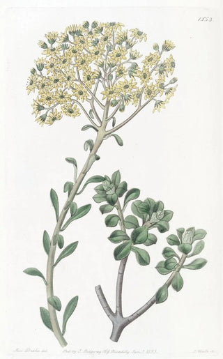 Sydenham Edwards - Villous Houseleek.webp