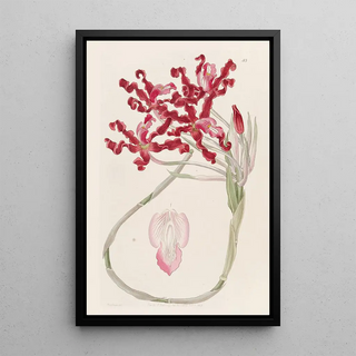 Sydenham Edwards - Wavy Schomburgkia.webp