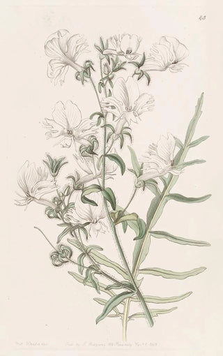 Sydenham Edwards - White Shizanthus.webp