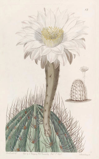 Sydenham Edwards - White Torchthistle.webp