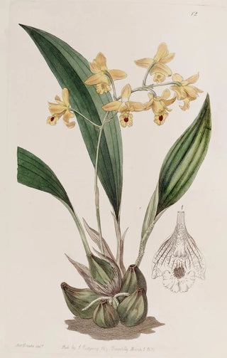 Sydenham Edwards - Yellow racemose Maxillaria.webp