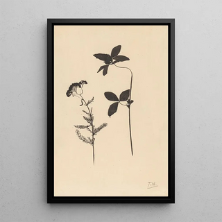 Theo Nieuwenhuis - Klaver en een andere plant.webp