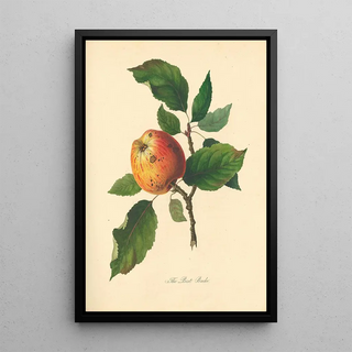 Thomas Andrew Knight - Best Bache.webp