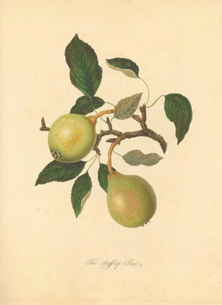 Thomas Andrew Knight - Huffcap Pear.webp