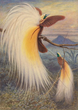 Thomas William Wood - Birds of Paradise.webp