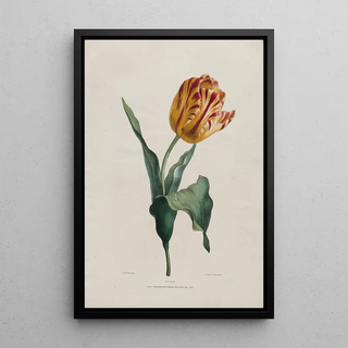 Valentine Bartholomew - Tulip.webp