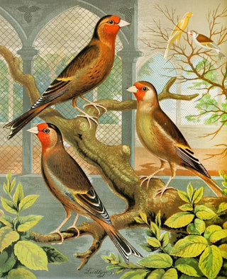 W A Blakston - Goldfinch And Canary Mules.webp