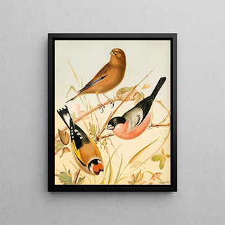 W A Blakston - Goldfinch Linnet Bullfinch.webp