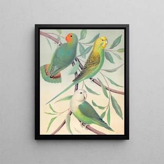 W A Blakston - RedHeaded LoveBird Grass Parakeet Madagascar LoveBird.webp