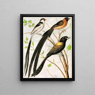 W A Blakston - Wydah Birds.webp