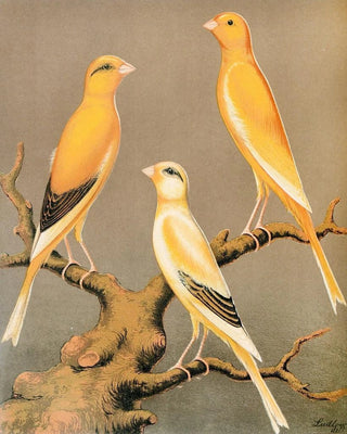 W A Blakston - Yorkshire CanariesEvenly Marked Yellow And Buff Clear Yellow.webp