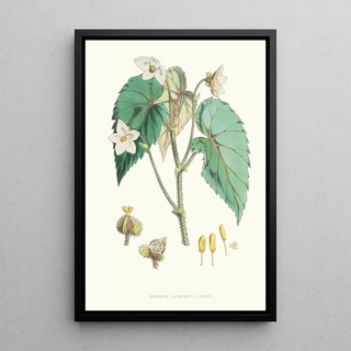 Walter Hood Fitch - Begonia Cathcartii H f et T.webp