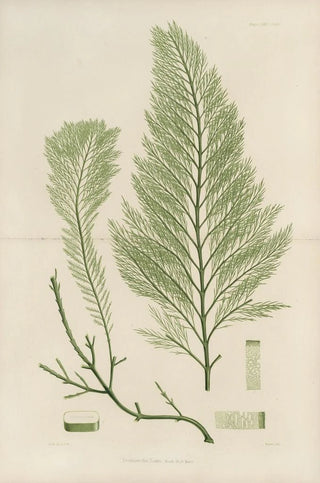 Walter Hood Fitch - Cryptogamic botany of the Antarctic voyage of HM Discovery ships Erebus and Terror in the years 1839 Pl43.webp