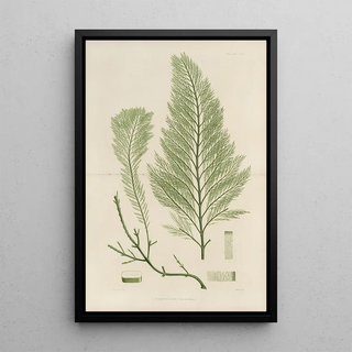 Walter Hood Fitch - Cryptogamic botany of the Antarctic voyage of HM Discovery ships Erebus and Terror in the years 1839 Pl43.webp