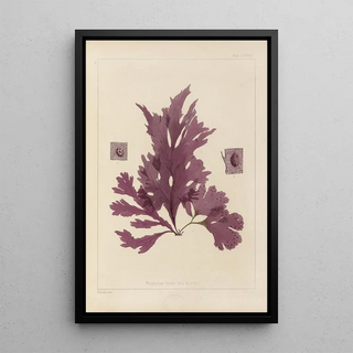 Walter Hood Fitch - Cryptogamic botany of the Antarctic voyage of HM Discovery ships Erebus and Terror in the years 1839 Pl48.webp