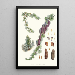 Walter Hood Fitch - Larix Griffithii Hf and T.webp