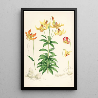 Walter Hood Fitch - Lilium Canadense.webp