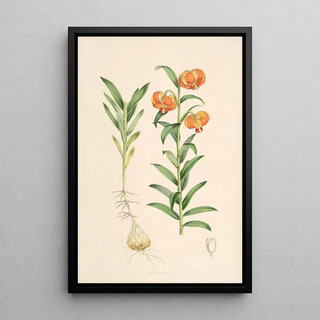 Walter Hood Fitch - Lilium Carniolicum.webp