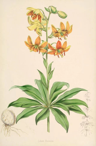 Walter Hood Fitch - Lilium Hansoni.webp