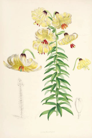 Walter Hood Fitch - Lilium Monadelphum.webp