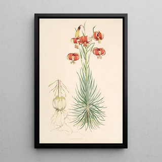 Walter Hood Fitch - Lilium Pomponium.webp