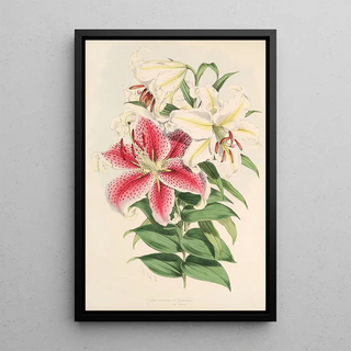 Walter Hood Fitch - Lilium auratum var Parkmanm.webp