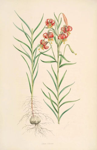 Walter Hood Fitch - Lilium callosum.webp