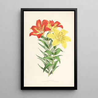 Walter Hood Fitch - Lilium elegans var incomparabile.webp