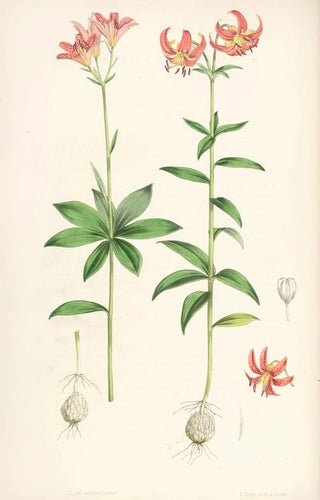 Walter Hood Fitch - Lilium medeoloides.webp