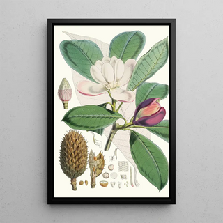 Walter Hood Fitch - Talauma Hodgsoni Hf et T.webp