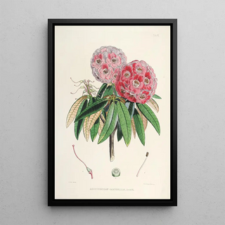 Walter Hood Fitch - The Rhododendrons of SikkimHimalaya Pl06.webp