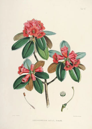 Walter Hood Fitch - The Rhododendrons of SikkimHimalaya Pl07.webp