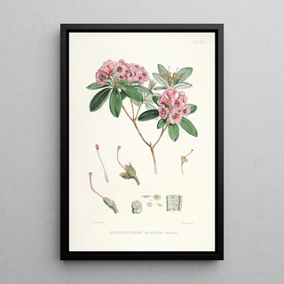 Walter Hood Fitch - The Rhododendrons of SikkimHimalaya Pl17.webp