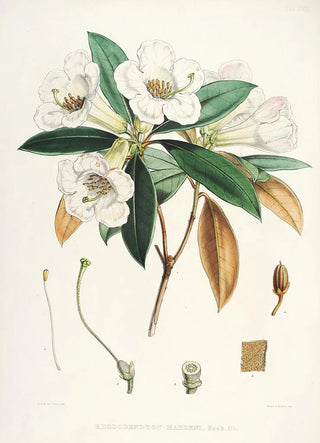 Walter Hood Fitch - The Rhododendrons of SikkimHimalaya Pl18.webp
