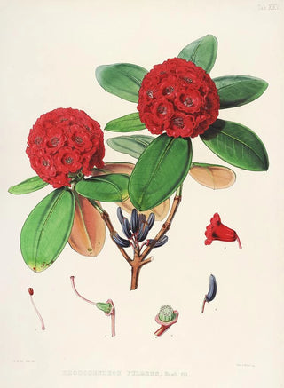 Walter Hood Fitch - The Rhododendrons of SikkimHimalaya Pl25.webp