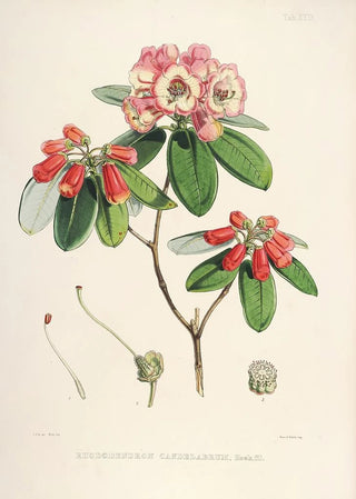 Walter Hood Fitch - The Rhododendrons of SikkimHimalaya Pl29.webp