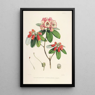 Walter Hood Fitch - The Rhododendrons of SikkimHimalaya Pl29.webp