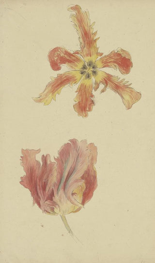 Wilhelm Steinhausen - Parrot tulips.webp