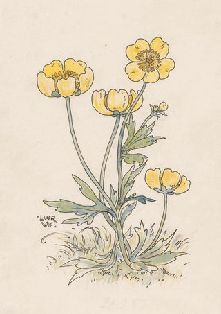 Willem Wenckebach - Boterbloemen.webp