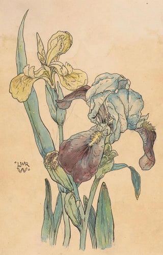 Willem Wenckebach - Iris.webp