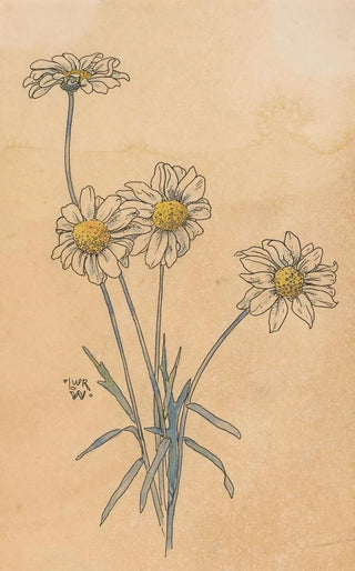 Willem Wenckebach - Witte margrieten.webp