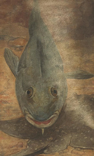 Willem Witsen - Vis van voren gezien.webp