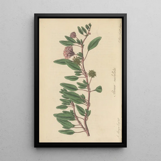 William Jackson Hooker - Arbronia umbellata.webp