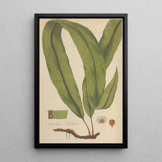 William Jackson Hooker - Aspidium Wallichii.webp