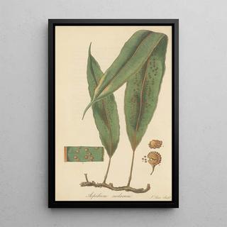 William Jackson Hooker - Aspidium nodosum.webp