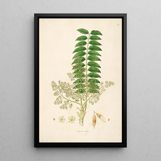 William Roxburgh - Plants of the coast of Coromandel Pl023.webp