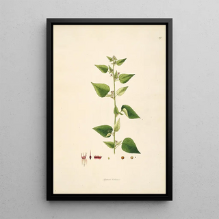 William Roxburgh - Plants of the coast of Coromandel Pl029.webp