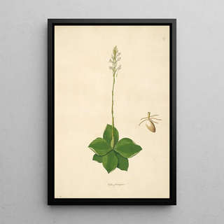 William Roxburgh - Plants of the coast of Coromandel Pl037.webp