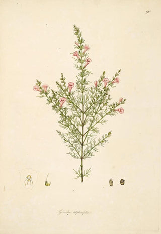 William Roxburgh - Plants of the coast of Coromandel Pl090.webp