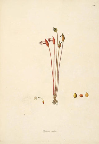 William Roxburgh - Plants of the coast of Coromandel Pl091.webp